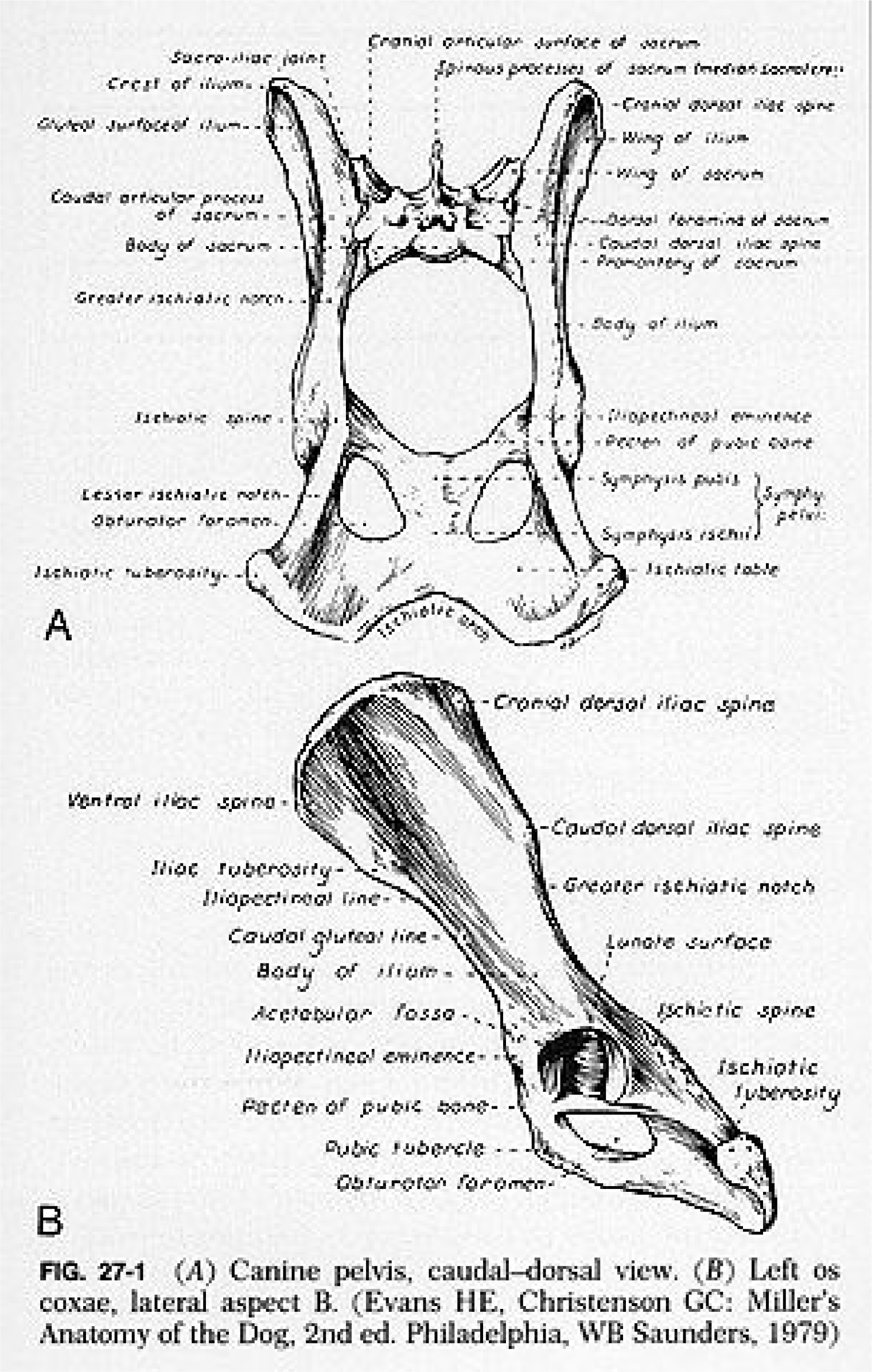 Catelier opening image